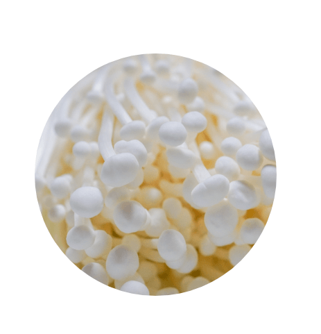 エノキを覗いてみよう