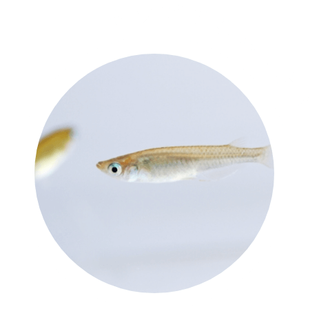めだか